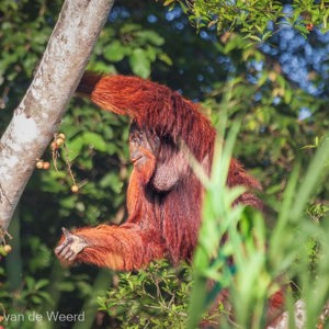 2009-08-19 - Geweldig om deze orang-oetan zo in het wild te zien!<br/>Kinabatangan rivier - Sukua - Maleisië<br/>Canon EOS 50D - 400 mm - f/5.6, 1/800 sec, ISO 1000