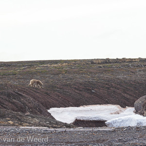 2022-07-15 - De ijsbeer zoekt een weg om het ijs heen<br/>Spitsbergen<br/>Canon EOS R5 - 400 mm - f/7.1, 1/640 sec, ISO 400