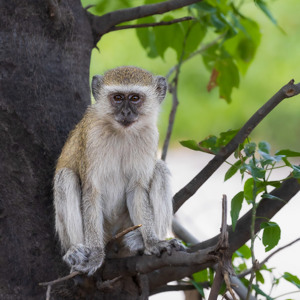 2024-04-28 - Vervet aapje<br/>Chobe NP - Muchenje - Botswana<br/>Canon EOS R6m2 - 278 mm - f/7.1, 1/320 sec, ISO 2000
