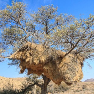 2007-08-09 - Enorm nest van de sociale wevervogel<br/>Onderweg - Aus - Helmeringhausen - Namibie<br/>Canon EOS 30D - 17 mm - f/11.0, 0.01 sec, ISO 200
