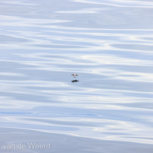 2022-07-20 - Noordse stormvogel boven een vlakke zee<br/>Spitsbergen<br/>Canon EOS R5 - 400 mm - f/5.6, 1/2500 sec, ISO 800