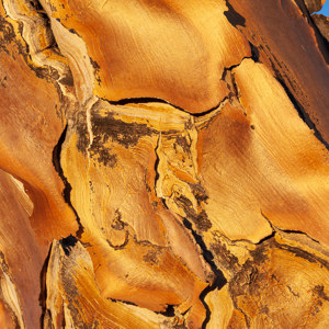 2007-08-06 - Kokerboombast - alsof het goud is<br/>Kokerboomwoud - Keetmanshoop - Namibie<br/>Canon EOS 30D - 68 mm - f/11.0, 0.01 sec, ISO 200
