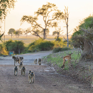 2024-04-28 - Een hele troep bavianen op pad<br/>Chobe NP - Muchenje - Botswana<br/>Canon EOS R6m2 - 340 mm - f/5.6, 1/400 sec, ISO 1600
