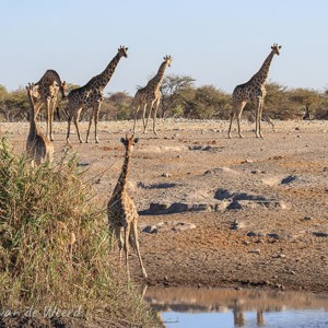 2007-08-21 - Giraffen drinken vaak in groepen<br/>Etosha NP - Namibie<br/>Canon EOS 30D - 100 mm - f/5.6, 1/800 sec, ISO 200