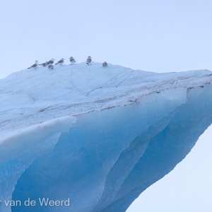 2022-07-17 - De vogels hangen wat rond op de ijsschots<br/>Kvitoya - Spitsbergen<br/>Canon EOS R5 - 400 mm - f/5.6, 1/2500 sec, ISO 800