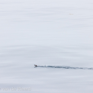 2022-07-20 - Leave nothing but footprints<br/>Spitsbergen<br/>Canon EOS R5 - 400 mm - f/5.6, 1/1600 sec, ISO 800