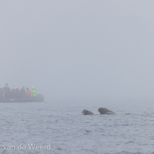 2022-07-17 - Mistige zodiac-cruise langs de walrussen<br/>Storoya - Spitsbergen<br/>Canon EOS R5 - 400 mm - f/5.6, 1/1600 sec, ISO 800