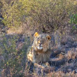 2024-05-07 - Hij kijkt niet zo heel snugger<br/>Deception Valley Lodge - Central Kalahari Game Reserve - Botswana<br/>Canon EOS R6m2 - 214 mm - f/6.3, 1/250 sec, ISO 500