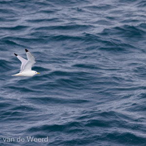 2022-07-18 - Drieteenmeeuw <br/>Torellneset - Spitsbergen<br/>Canon EOS R5 - 400 mm - f/5.6, 1/2000 sec, ISO 800