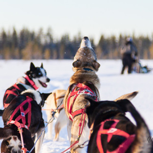 2011-02-09 - Aaooeeeh - ik wil rennen!<br/>Finn Jan Huskyfarm - Jurmu - Finland<br/>Canon EOS 7D - 105 mm - f/4.0, 1/500 sec, ISO 400
