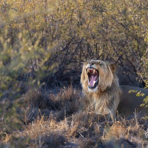 2024-05-07 - Dikke geeuw<br/>Deception Valley Lodge - Central Kalahari Game Reserve - Botswana<br/>Canon EOS R6m2 - 400 mm - f/6.3, 1/400 sec, ISO 1000