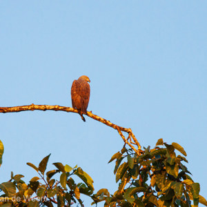 2009-08-19 - Indische slangenarend (Spilornis cheela, Crested Serpent Eagle)<br/>Kinabatangan rivier - Sukua - Maleisië<br/>Canon EOS 50D - 400 mm - f/6.3, 1/800 sec, ISO 1000