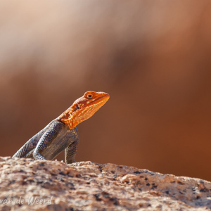 2007-08-16 - Nieuwsgierig salamandertje<br/>Brandberg Whitelady - Brandberg - Namibie<br/>Canon EOS 30D - 400 mm - f/8.0, 1/250 sec, ISO 200