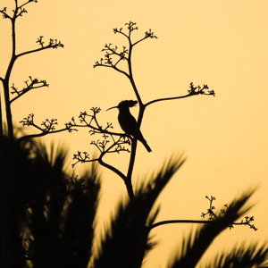 2021-10-25 - Hop in silhouet<br/>Los Girasoles bungalowpark - Playa del Inglès - Spanje<br/>Canon PowerShot SX70 HS - 196.5 mm - f/6.3, 1/320 sec, ISO 200