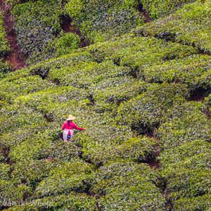 2009-08-06 - Thee-controle<br/>Sungei Palas Tea Estate - Brinchang - Maleisië<br/>Canon EOS 50D - 300 mm - f/5.6, 1/640 sec, ISO 500