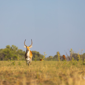 2024-05-03 - Litschiewaterbok, moerasantilope of lechwe (Kobus leche)<br/>Moremi Game Reserve - Shorobe (Okavango Delta) - Botswana<br/>Canon EOS R6m2 - 360 mm - f/7.1, 1/400 sec, ISO 125