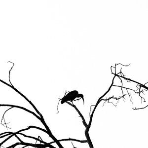 2024-04-29 - Ibis silhouet<br/>Kala Camp - Okavango Delta - Botswana<br/>Canon EOS R6m2 - 400 mm - f/5.6, 1/320 sec, ISO 12800
