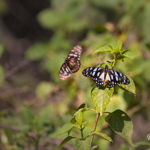 2024-04-26 - Mooie fladderende vlinders<br/>Victoria Falls - Victoria Falls - Zimbabwe<br/>Canon EOS R5 - 400 mm - f/7.1, 1/1250 sec, ISO 800