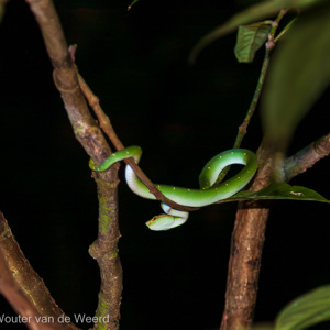 2009-08-16 - Pit Viper (soort van adder, maar welke precies?)<br/>Sepilok Orang-utan Rehabilitatio - Sandakan - Maleisië<br/>Canon EOS 50D - 105 mm - f/4.0, 1/60 sec, ISO 3200