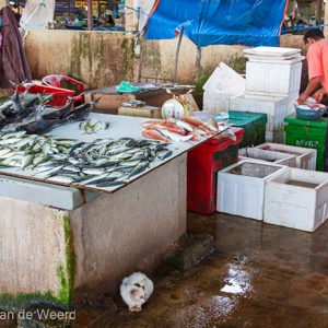 2009-08-10 - Poezen hielden de wacht bij de visboer<br/>Markt - Kuala Terengganu - Maleisië<br/>Canon EOS 50D - 24 mm - f/6.3, 1/6 sec, ISO 800