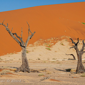 2007-08-10 - Hiddenvlei<br/>Sossusvlei - Hiddenvlei - Sesriem - Namibie<br/>Canon EOS 30D - 44 mm - f/8.0, 1/400 sec, ISO 200