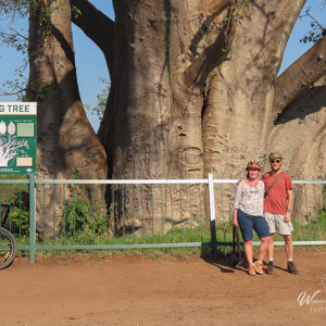2024-04-26 - The big tree - baobab tijdens onze fietstocht<br/>Victorua Falls - Zimbabwe<br/>Canon PowerShot SX70 HS - 13.3 mm - f/5.0, 1/1000 sec, ISO 100