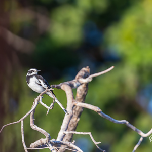 2024-04-27 - Geen idee welke soort dit is<br/>Zambezi rivier - Victoria Falls - Zimbabwe<br/>Canon EOS R5 - 400 mm - f/7.1, 1/400 sec, ISO 1250