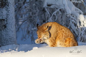 Ranua Wildlife Park