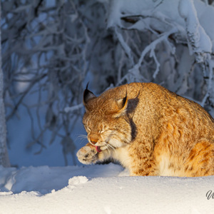 2011-02-10 - Lynx in de zon die zijn poot aflikt<br/>Ranua Wildlife Park - Ranua - Finland<br/>Canon EOS 7D - 300 mm - f/3.2, 1/3200 sec, ISO 200