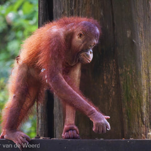 2009-08-16 - Op zoek naar wat lekkers<br/>Sepilok Orang-utan Rehabilitatio - Sandakan - Maleisië<br/>Canon EOS 50D - 400 mm - f/5.6, 1/640 sec, ISO 1600