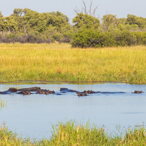2024-05-03 - Nijlpaarden, ze lijken zo rustig zo<br/>Moremi Game Reserve - Shorobe (Okavango Delta) - Botswana<br/>Canon EOS R6m2 - 234 mm - f/9.0, 1/1250 sec, ISO 800