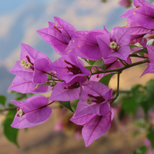 2021-10-22 - Fleurig<br/>Cruz de Tejeda - Spanje<br/>Canon PowerShot SX70 HS - 58 mm - f/8.0, 1/200 sec, ISO 160