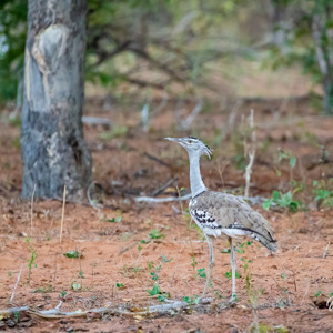 2024-04-28 - Koritrap (Kori bustard)<br/>Chobe NP - Muchenje - Botswana<br/>Canon EOS R6m2 - 400 mm - f/7.1, 0.01 sec, ISO 12800