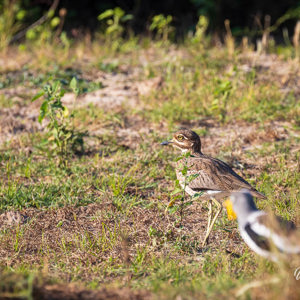 2024-04-27 - Kaapse griel<br/>Zambezi rivier - Victoria Falls - Zimbabwe<br/>Canon EOS R5 - 400 mm - f/8.0, 1/500 sec, ISO 800