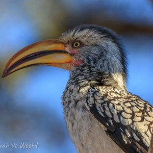 2007-08-16 - Geelsnavelneushoornvogel<br/>Brandberg White Lady Lodge - Uis - Namibie<br/>Canon EOS 30D - 400 mm - f/8.0, 1/125 sec, ISO 200