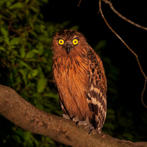 2009-08-18 - Maleise Visuil, tijdens de avondexcursie<br/>Kinabatangan rivier - Sukua - Maleisië<br/>Canon EOS 50D - 285 mm - f/5.6, 0.04 sec, ISO 1600