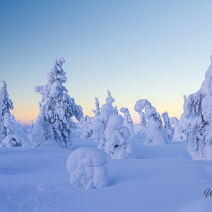 2011-02-09 - Prachtig besneeuwde bomen bij zonsopkomst<br/>Iso Syöte - Finland<br/>Canon EOS 7D - 24 mm - f/8.0, 1/80 sec, ISO 200