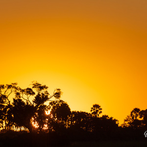 2024-04-30 - Altijd mooie kleuren in de licht bij zonsondergang<br/>Kala Camp - Okavango Delta - Botswana<br/>Canon EOS R6m2 - 400 mm - f/7.1, 1/1600 sec, ISO 200