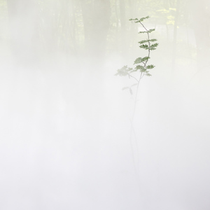 2022-07-23 - Japanse eenvoud<br/>Ekeberg Parken - Oslo - Noorwegen<br/>Canon EOS R5 - 105 mm - f/5.6, 0.02 sec, ISO 800