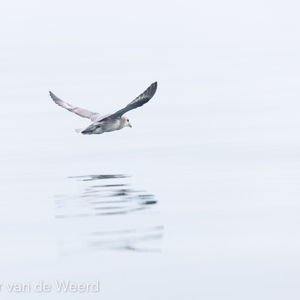 2022-07-19 - Noordse stormvogel<br/>Torellneset - Spitsbergen<br/>Canon EOS R5 - 400 mm - f/5.6, 1/1000 sec, ISO 400