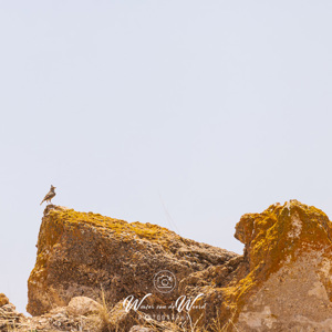 2023-04-27 - Leeuwerik op een rots<br/>Hernan Valle - Spanje<br/>Canon EOS R5 - 400 mm - f/7.1, 1/250 sec, ISO 200