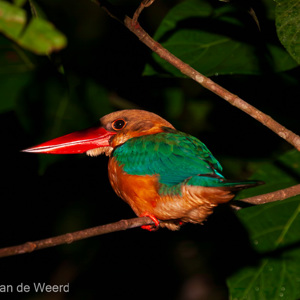 2009-08-18 - Ooievaarssnavel ijsvogel (Pelargopsis capensis, Stork-billed kin<br/>Kinabatangan rivier - Sukua - Maleisië<br/>Canon EOS 50D - 310 mm - f/5.6, 1/60 sec, ISO 1600