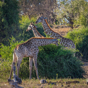 2024-04-28 - Drie giraffen<br/>Chobe NP - Muchenje - Botswana<br/>Canon EOS R6m2 - 371 mm - f/8.0, 1/500 sec, ISO 2500
