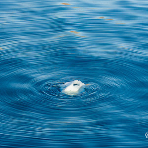 2023-09-18 - Cirkels<br/>Keiser Franz Josephs Fjord - Nor - Groenland<br/>Canon EOS R6m2 - 170 mm - f/5.0, 1/1000 sec, ISO 400