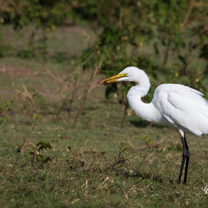 2024-04-28 - Witte reiger met prooi<br/>Chobe NP - Muchenje - Botswana<br/>Canon EOS R6m2 - 400 mm - f/7.1, 1/400 sec, ISO 125