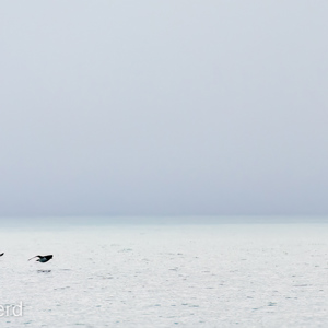 2022-07-19 - Kortbekzeekoeten met visjes<br/>Torellneset - Spitsbergen<br/>Canon EOS R5 - 400 mm - f/6.3, 1/5000 sec, ISO 800
