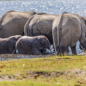 2024-04-28 - Olifanten familie in het water<br/>Chobe NP - Muchenje - Botswana<br/>Canon EOS R6m2 - 400 mm - f/5.6, 1/500 sec, ISO 400
