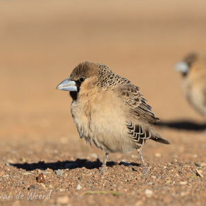 2007-08-07 - Republikeinwevervogels<br/>Kokerboomwoud - Keetmanshoop - Namibie<br/>Canon EOS 30D - 400 mm - f/20.0, 1/160 sec, ISO 200