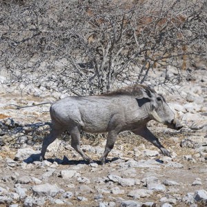 2007-08-21 - Wrattenzwijn Poemba<br/>Etosha NP - Namibie<br/>Canon EOS 30D - 210 mm - f/8.0, 1/2000 sec, ISO 200