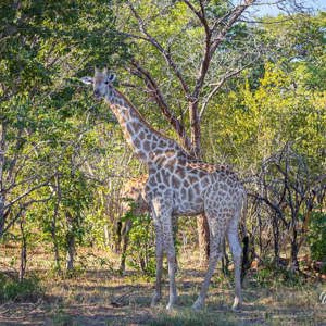 2024-04-27 - Giraf<br/>Chobe NP - Muchenje - Botswana<br/>Canon EOS R6m2 - 100 mm - f/7.1, 1/125 sec, ISO 500